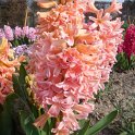 Hyacinthus orientalis Gipsy Queen'